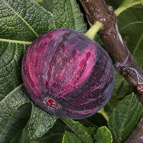 Rainbow panache tiger fig tree - tiger,