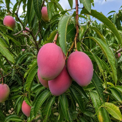 Miyazaki mango tree - miyazaki,