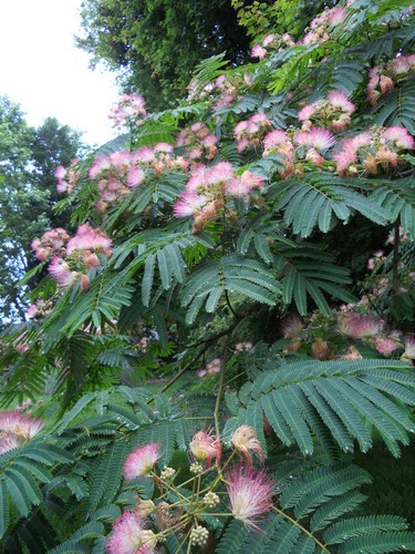 Pink mimosa tree - mimosa, sapling