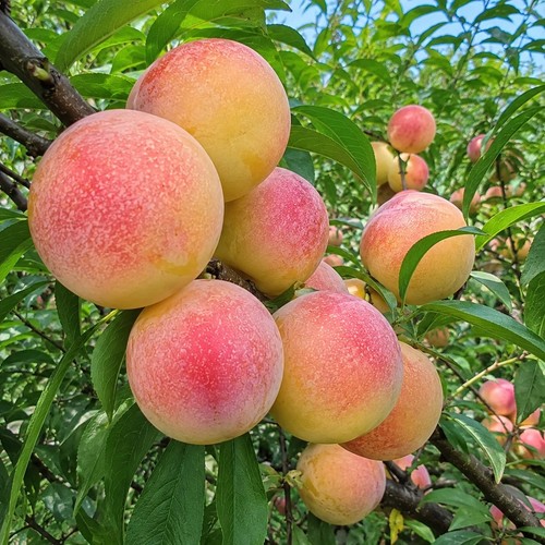 Giant peach plum tree grafted - peach,