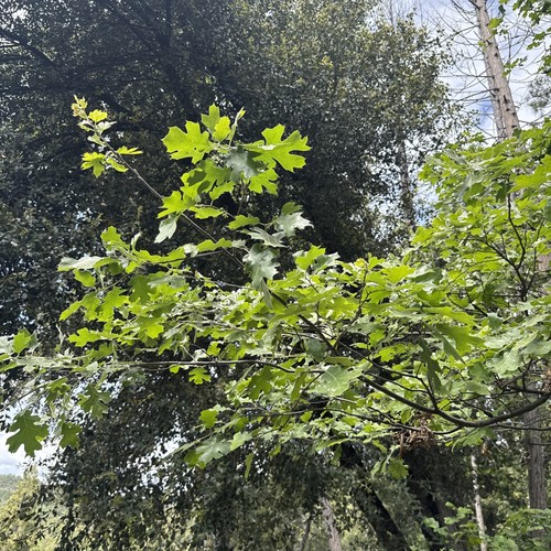 Live black oak 4 18 - black, 1/$5