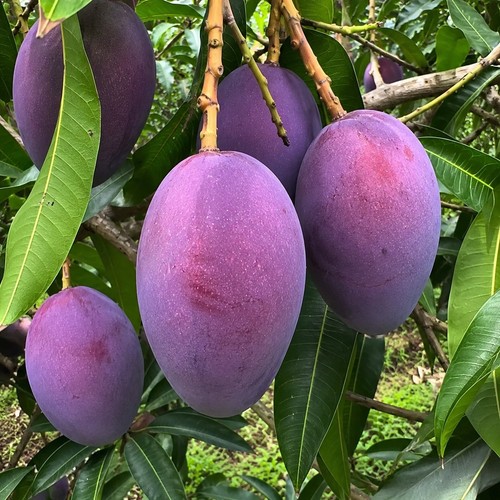 Black gold mango - black, tree
