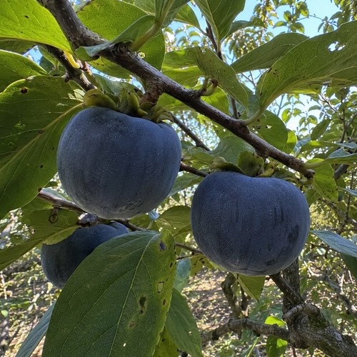 Black fuyu persimmon tree - black,