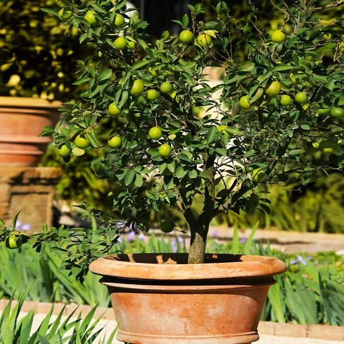 Mexican key lime - mexican, 3-4"