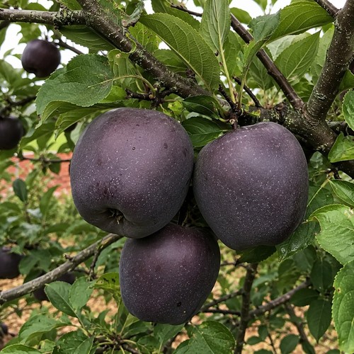 Black diamond apple tree - diamond,
