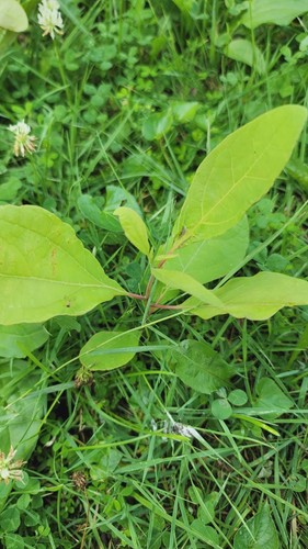 Organic sassafras trees - sassafras,