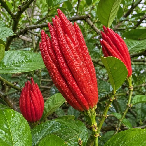 Red buddha hand citron - hand,