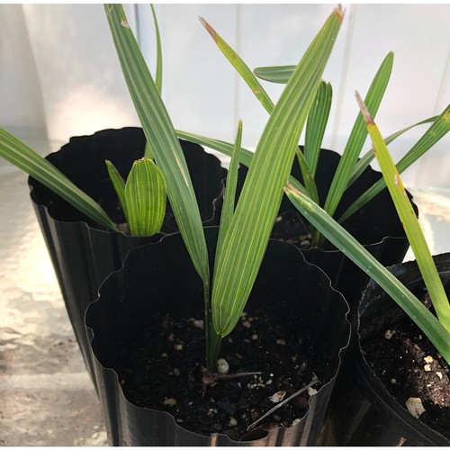 Palmetto sabal palm tree - sabal,