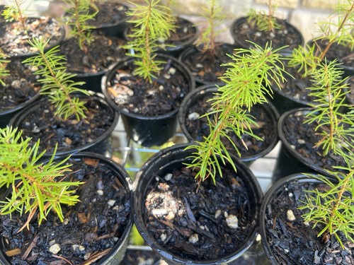 Douglas fir seedling - seedling, plugs