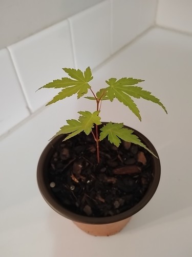 Green leaf japanese maple - leaf,