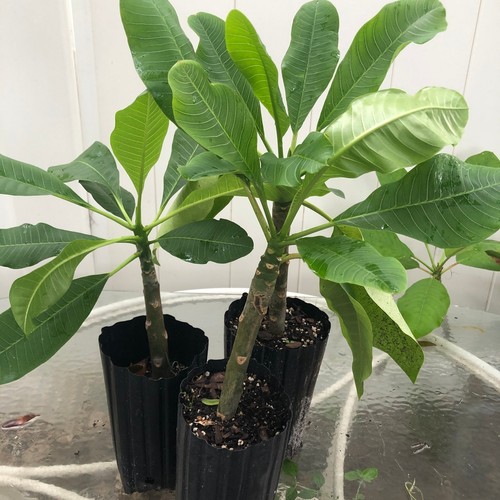 Plumeria small potted - plumeria, tree