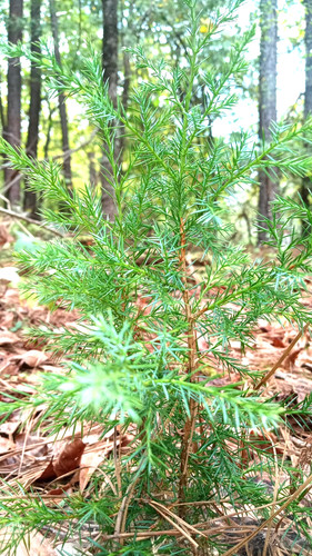 One eastern red cedar - one, tree