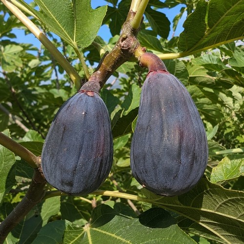 Black madeira fig tree - madeira, grafted